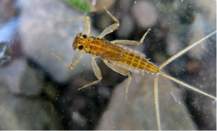 A mayfly nymph, a macroinvertebrate that indicates good water quality.