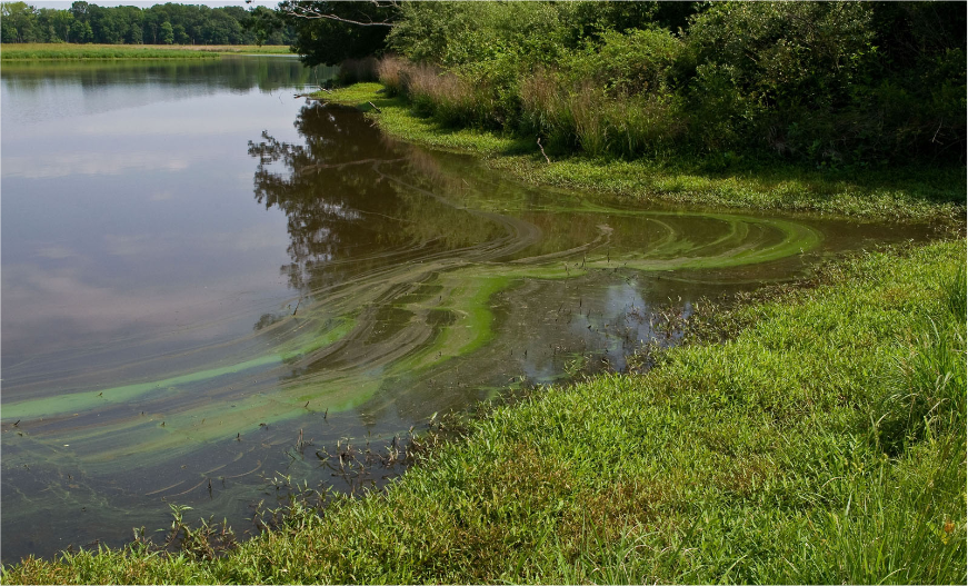 A swirl of blue-green algae near a river's edge.