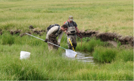 Two field crew members wading in a grassy stream collecting fish.
