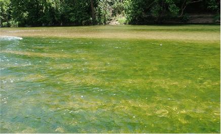 A river that appears green due to algal growth.