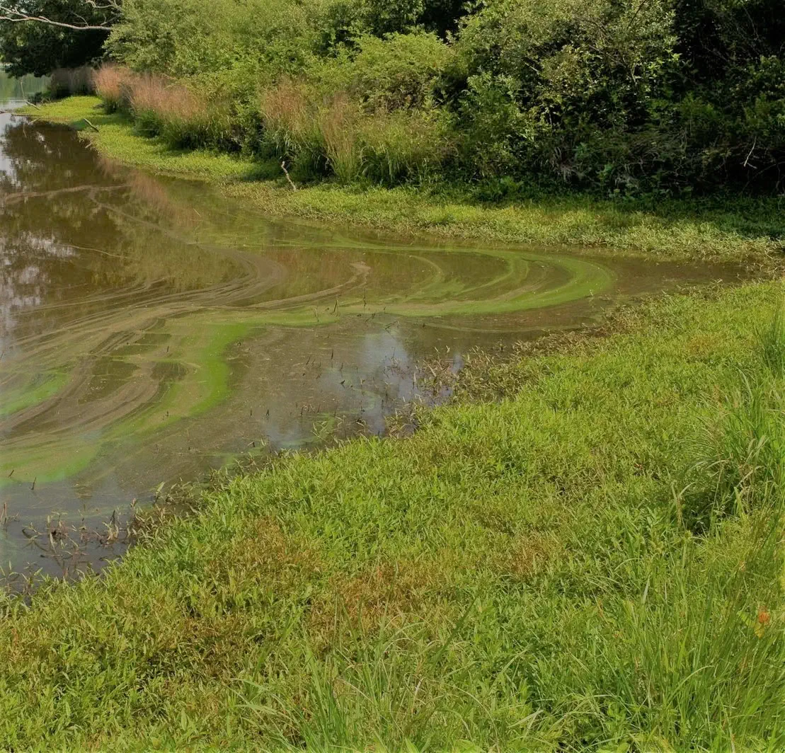 Bright green swirls of cyanobacteria at a river's edge.