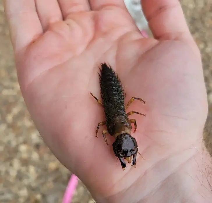 A large insect larva resting on a person's hand.