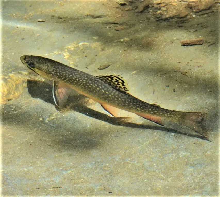 Brook trout in a stream.
