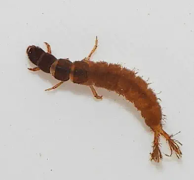 An insect larva.
